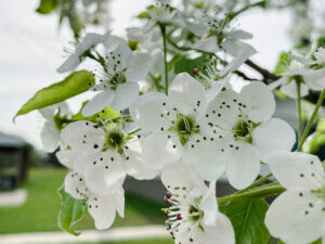 flowers Close-up of white blossoms on tree branch.