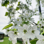flowers Close-up of white blossoms on tree branch.